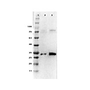 Ready-To-Use Anti-Pdcd4 (RABBIT) Antibody, 100µL, Liquid (sterile filtered)
