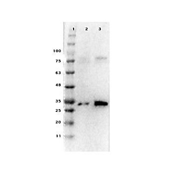 Ready-To-Use Anti-Pdcd4 (RABBIT) Antibody, 100µL, Liquid (sterile filtered)