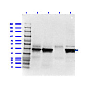 Anti-IL-7 Receptor alpha chain (RABBIT) Antibody, 100µg, Liquid (sterile filtered)