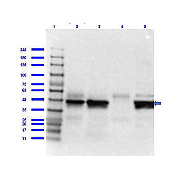 Anti-IL-7 Receptor alpha chain (RABBIT) Antibody, 100µg, Liquid (sterile filtered)