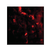 IRGM Antibody internal 100µg