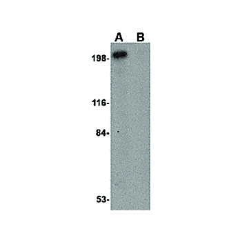 Integrin alpha 4 Antibody cterm 100µg