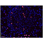 Anti-BrdU (RABBIT) Antibody, 100µg, Liquid (sterile filtered)