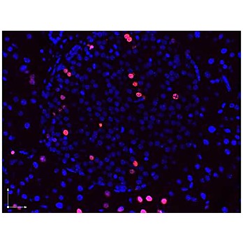 Anti-BrdU (RABBIT) Antibody, 100µg, Liquid (sterile filtered)