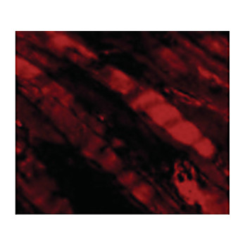 Anti-Emerin (RABBIT) Antibody, 100µg, Liquid (sterile filtered)