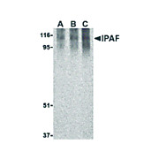 IPAF Antibody 100µg