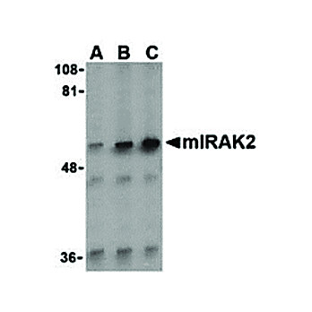 IRAK2 Antibody 100µg