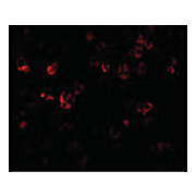 CAD cterm Antibody 100µg