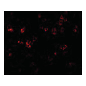 CAD cterm Antibody 100µg