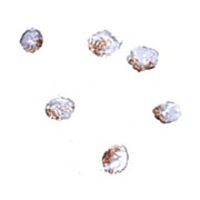 Anti-GNPDA2 (RABBIT) Antibody, 100µg, Liquid (sterile filtered)