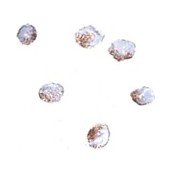Anti-GNPDA2 (RABBIT) Antibody, 100µg, Liquid (sterile filtered)