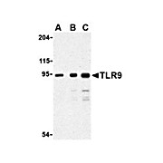TLR9 Antibody internal 100µg