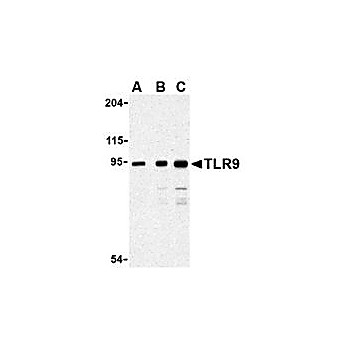 TLR9 Antibody internal 100µg