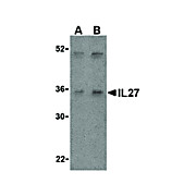IL-27 Antibody internal 100µg