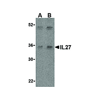 IL-27 Antibody internal 100µg