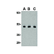 Anti-CX3CL1 (RABBIT) Antibody, 100µg, Liquid (sterile filtered)