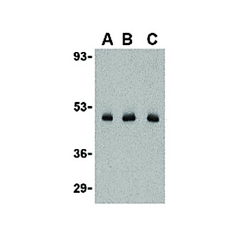 Anti-CX3CL1 (RABBIT) Antibody, 100µg, Liquid (sterile filtered)