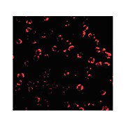 Caspase-6 internal Antibody 100µg