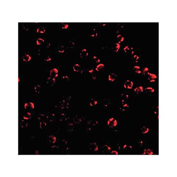 Caspase-6 internal Antibody 100µg