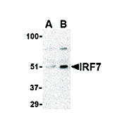 IRF7 Antibody internal 100µg