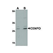 Anti-CENPO (RABBIT) Antibody, 100µg, Liquid (sterile filtered)