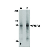 FNIP2 Antibody nterm 100µg
