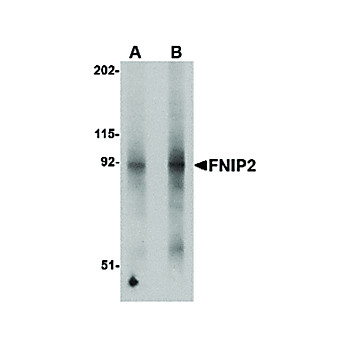 FNIP2 Antibody nterm 100µg