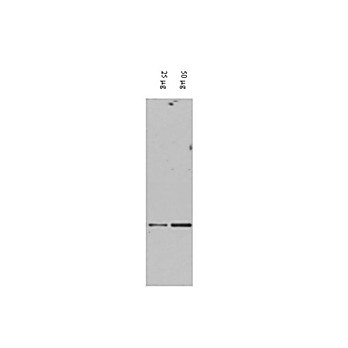Anti-DAXX (RABBIT) Antibody, 100µg, Liquid (sterile filtered)