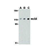Anti-Cbl (RABBIT) Antibody, 100µg, Liquid (sterile filtered)