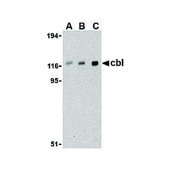 Anti-Cbl (RABBIT) Antibody, 100µg, Liquid (sterile filtered)