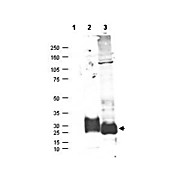 Anti-MAGP-2 (RABBIT) Antibody, 100µg, Liquid (sterile filtered)
