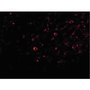 IL-32 Antibody cterm 100µg