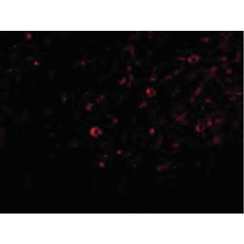 IL-32 Antibody cterm 100µg