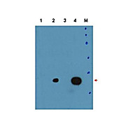 Anti-C/EBP delta (RABBIT) Antibody, 25µL, Liquid (sterile filtered)