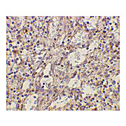 TLR2 Antibody 100µg