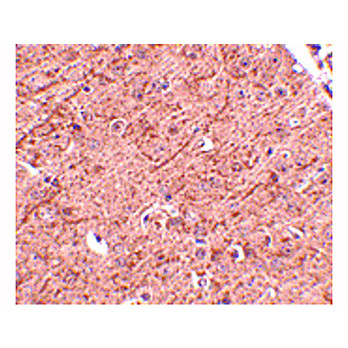 LASS5 Antibody nterm-14 100µg