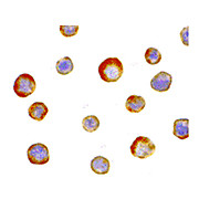 Anti-IKK gamma (RABBIT) Antibody, 100µg, Liquid (sterile filtered)