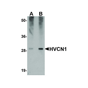 Anti-HVCN1 (RABBIT) Antibody, 100µg, Liquid (sterile filtered)