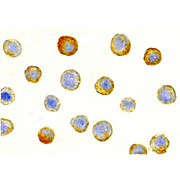 IL-1RAcP Antibody 100µg