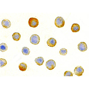 IL-1RAcP Antibody 100µg