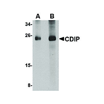 CDIP Antibody internal-16 100µg