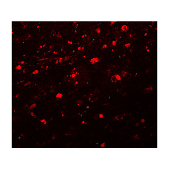 Anti-Girdin (RABBIT) Antibody, 100µg, Liquid (sterile filtered)