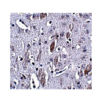 IL-16 Antibody (14) 100µg