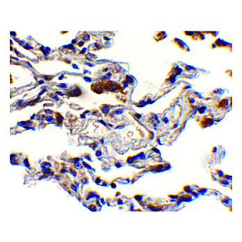 Anti-cIAP (RABBIT) Antibody, 100µg, Liquid (sterile filtered)