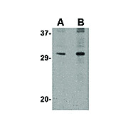 Anti-DNAL1 (RABBIT) Antibody, 100µg, Liquid (sterile filtered)