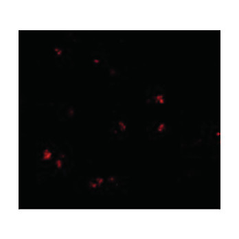 LASS5 Antibody cterm 100µg