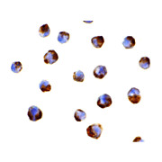 Caspase-5 internal Antibody 100µg