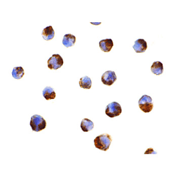 Caspase-5 internal Antibody 100µg