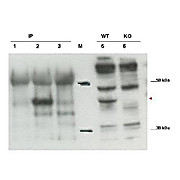 Anti-Cybr (RABBIT) Antibody, 100µg, Liquid (sterile filtered)