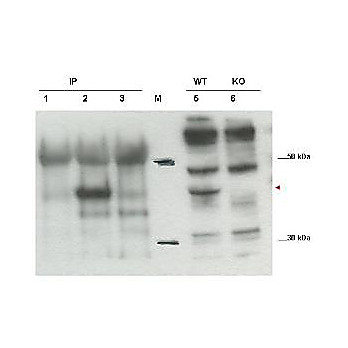 Anti-Cybr (RABBIT) Antibody, 100µg, Liquid (sterile filtered)